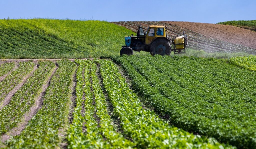 Aïn Témouchent : Plus de 10.000 hectares réservés à la culture des légumineuses