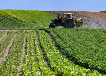 Aïn Témouchent : Plus de 10.000 hectares réservés à la culture des légumineuses