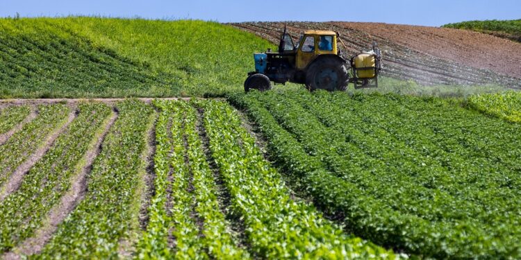 Aïn Témouchent : Plus de 10.000 hectares réservés à la culture des légumineuses