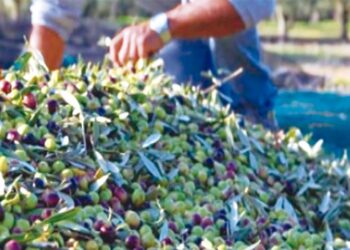 Exploitations oléicoles en Algérie : Une filière performante sur le plan financier