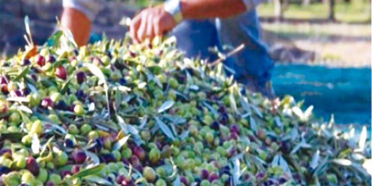Exploitations oléicoles en Algérie : Une filière performante sur le plan financier