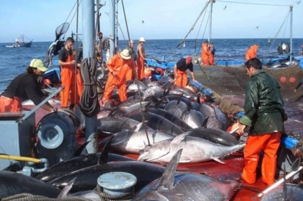 Production nationale de produits halieutiques : La pêche en haute mer à la rescousse