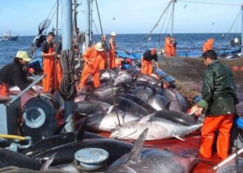 Production nationale de produits halieutiques : La pêche en haute mer à la rescousse