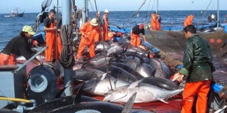 Production nationale de produits halieutiques : La pêche en haute mer à la rescousse