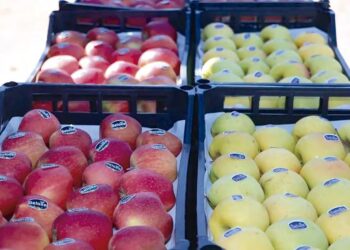 Batna : Début de la commercialisation des pommes du producteur au consommateur