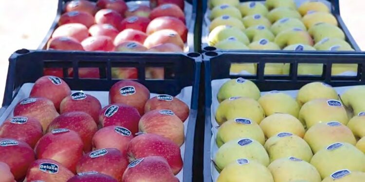Batna : Début de la commercialisation des pommes du producteur au consommateur
