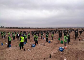 Nâama : Lancement de campagnes de reboisement et d’ateliers d’intensification de plantation d’arbres