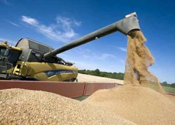 Céréaliculture : Pourquoi l’autosuffisance est réalisable