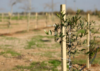 Plantation d’un million d’oliviers