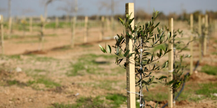 Plantation d’un million d’oliviers