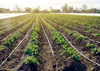 Irrigation agricole : Cap sur la réutilisation des eaux usées-épurées