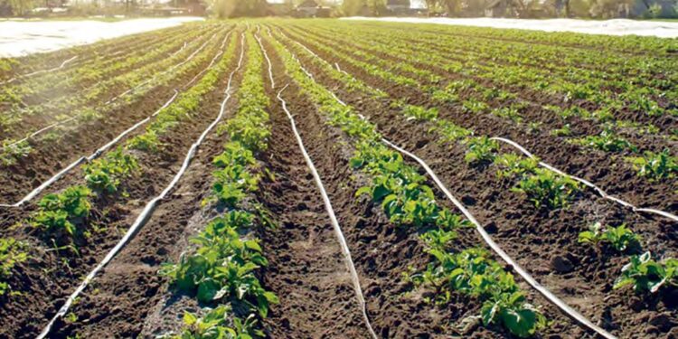 Irrigation agricole : Cap sur la réutilisation des eaux usées-épurées
