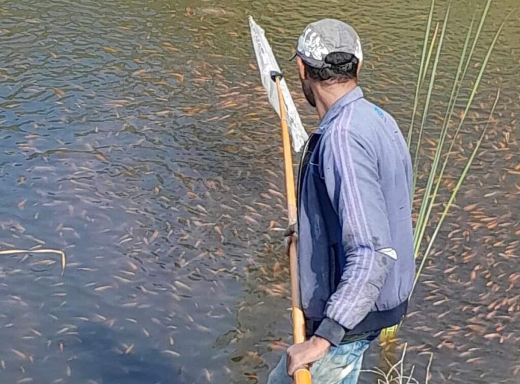 30 tonnes de tilapia produites dans les bassins d’irrigation agricole