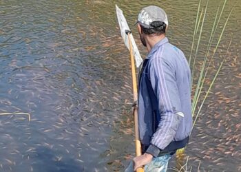 30 tonnes de tilapia produites dans les bassins d’irrigation agricole