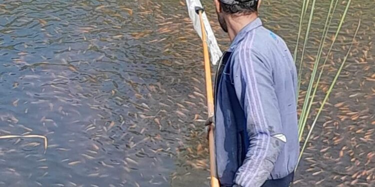 30 tonnes de tilapia produites dans les bassins d’irrigation agricole