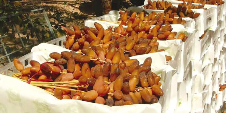 2e Salon international des dattes du 21 au 23 novembre : Plus de 180 exposants attendus
