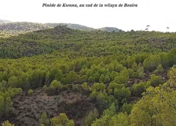 Barrage vert : Réhabilitation de la forêt de Ksenna (Bouira)