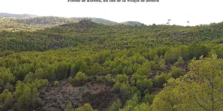 Barrage vert : Réhabilitation de la forêt de Ksenna (Bouira)