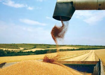 Les matières premières agricoles sous pression en novembre : Quelles perspectives pour décembre ?