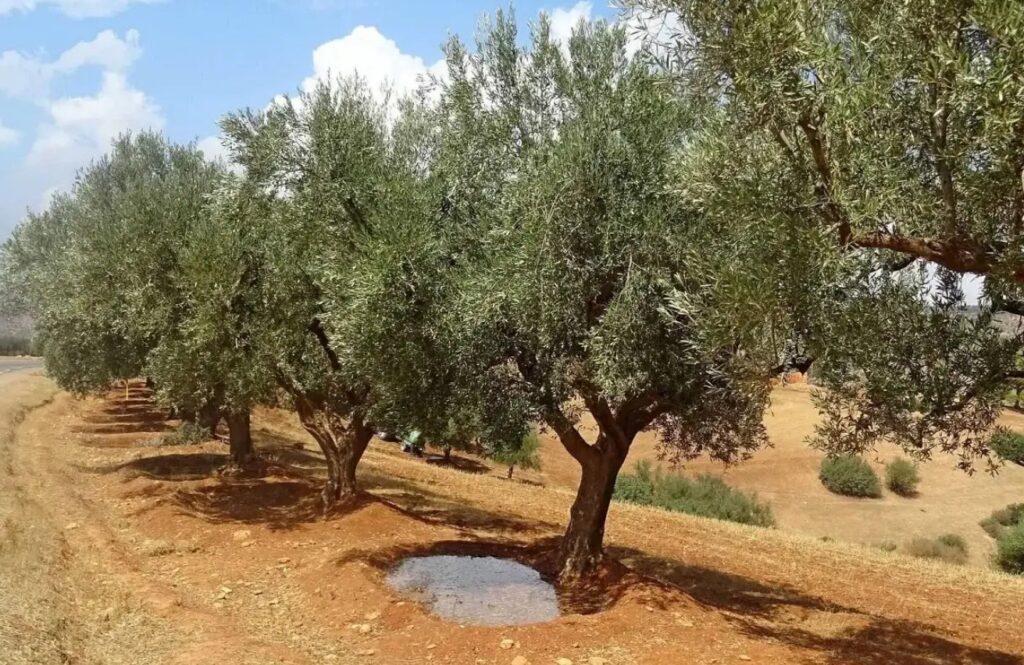 Nâama : Récolte prévisionnelle de près de 15.000 qx d'olives