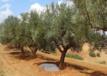 Nâama : Récolte prévisionnelle de près de 15.000 qx d'olives