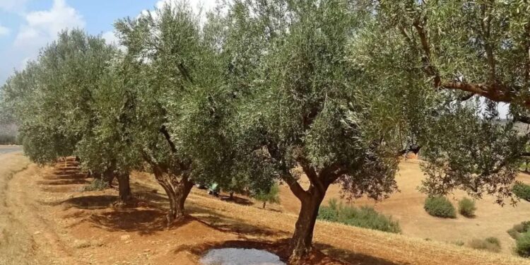Nâama : Récolte prévisionnelle de près de 15.000 qx d'olives