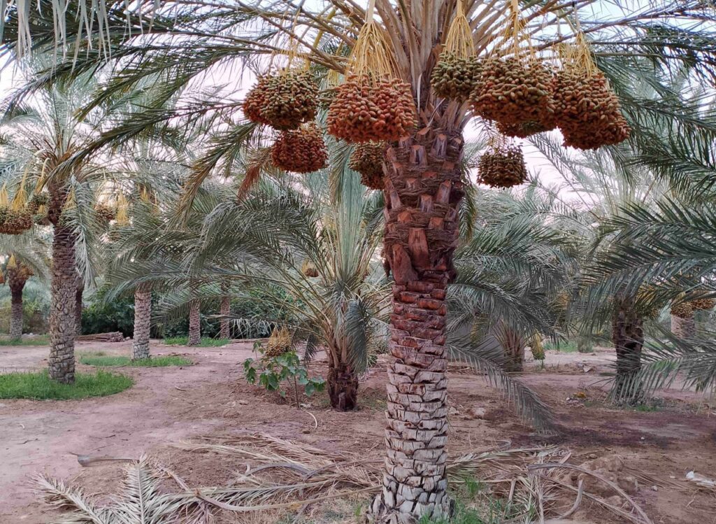 Production prévisionnelle de plus de 727.000 qx de dattes à Ouargla