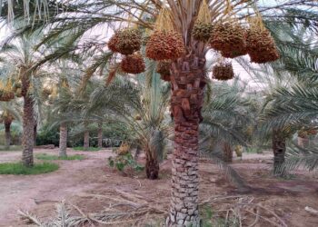 Production prévisionnelle de plus de 727.000 qx de dattes à Ouargla