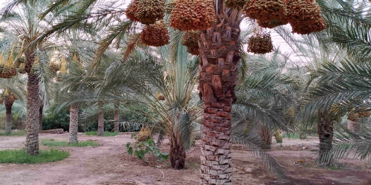 Production prévisionnelle de plus de 727.000 qx de dattes à Ouargla