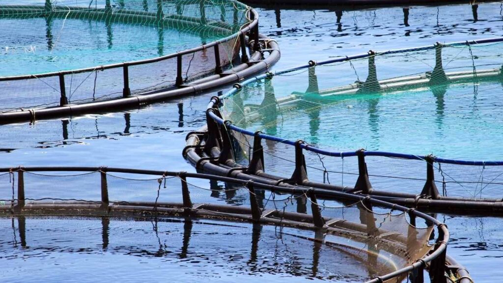 Aïn Defla : L’aquaculture suscite un réel engouement chez les agriculteurs