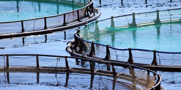 Aïn Defla : L’aquaculture suscite un réel engouement chez les agriculteurs