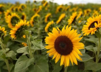 El-Meniaa : Résultats encourageants dans la culture du tournesol
