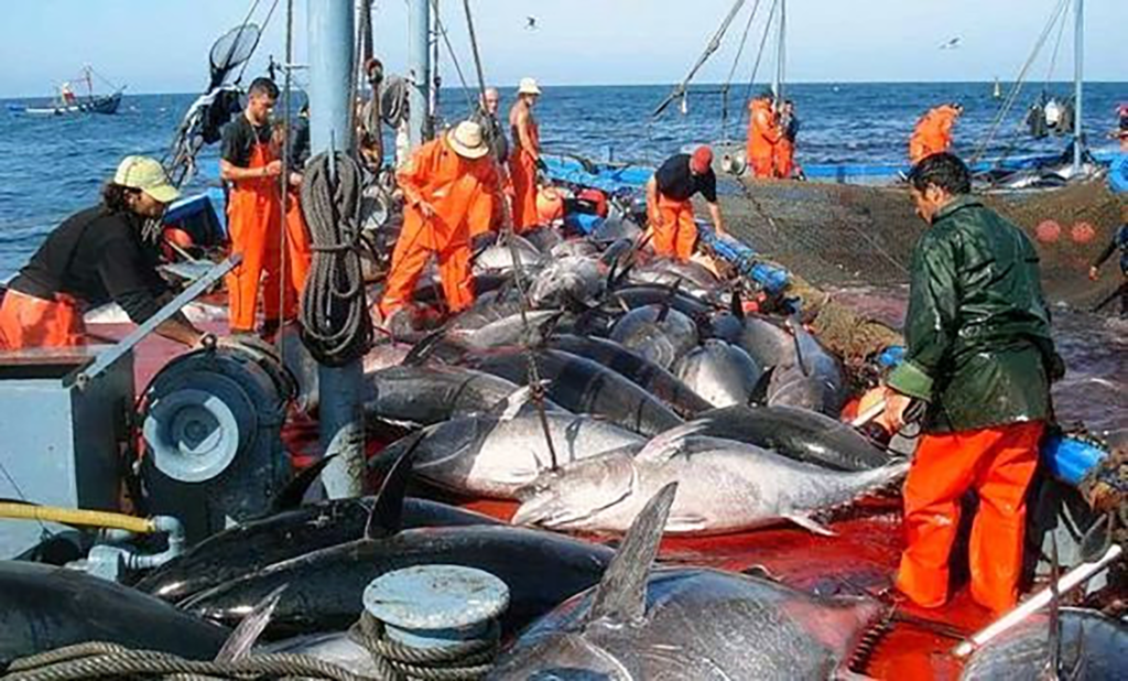 Pas moins de 93% des pêcheurs affiliés à la sécurité sociale