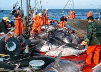 Pas moins de 93% des pêcheurs affiliés à la sécurité sociale
