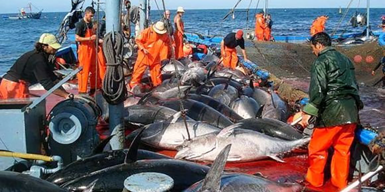 Pas moins de 93% des pêcheurs affiliés à la sécurité sociale