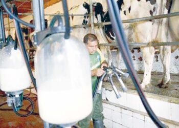 En dépit d’un soutient direct de l’Etat de 800 milliards DA entre 2009-2023 : La filière lait peine à décoller