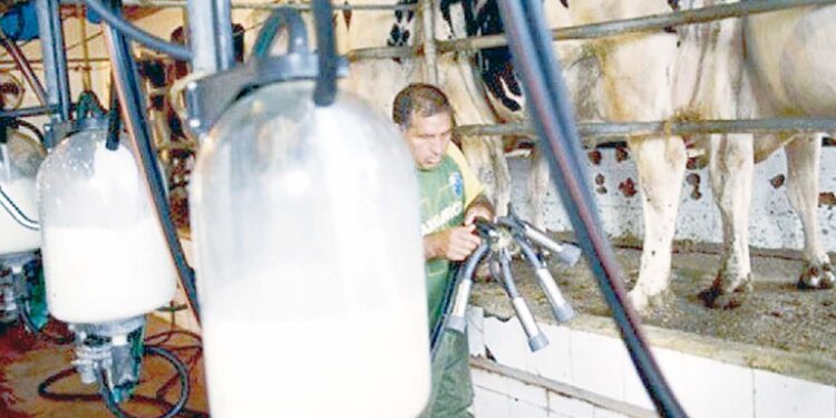 En dépit d’un soutient direct de l’Etat de 800 milliards DA entre 2009-2023 : La filière lait peine à décoller