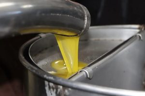 Une production de plus 13 millions de litres d’huile d'olive attendue