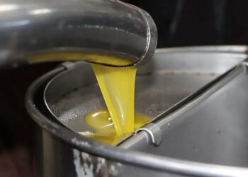 Une production de plus 13 millions de litres d’huile d'olive attendue