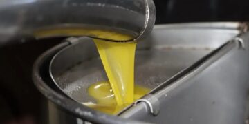 Une production de plus 13 millions de litres d’huile d'olive attendue