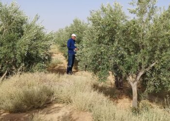 Batna : Une production de plus de 4,3 millions de litres d'huile d'olive attendue