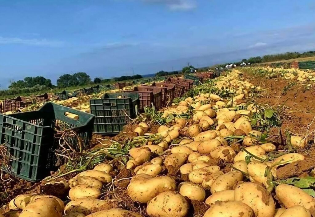 Aïn Defla : Production prévisionnelle de 1,5 millions de quintaux de pomme de terre
