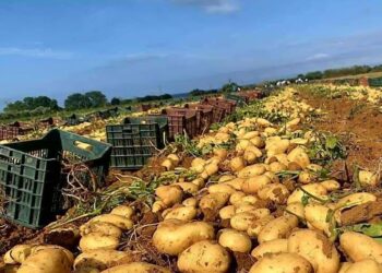 Aïn Defla : Production prévisionnelle de 1,5 millions de quintaux de pomme de terre