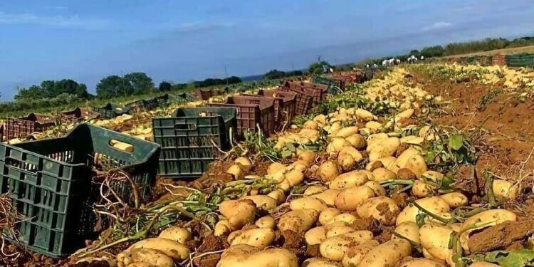 Aïn Defla : Production prévisionnelle de 1,5 millions de quintaux de pomme de terre