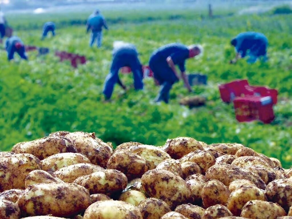 Mostaganem : Récolte de plus de 350.000 qx de pommes de terre tardives