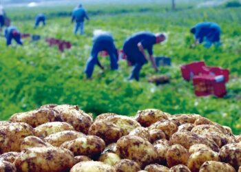 Mostaganem : Récolte de plus de 350.000 qx de pommes de terre tardives