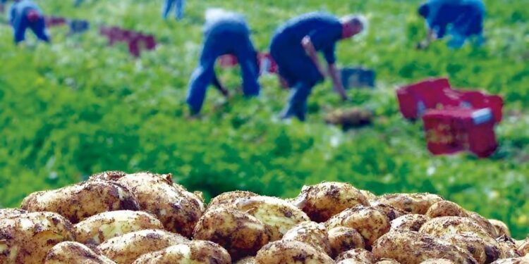 Mostaganem : Récolte de plus de 350.000 qx de pommes de terre tardives