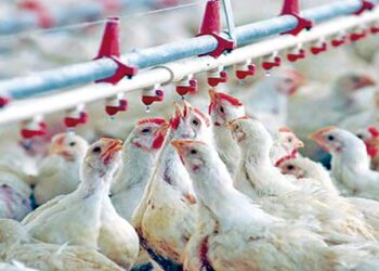Filière avicole : La production nationale de viande blanche en nette évolution
