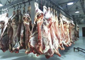 Préparatifs pour le mois de Ramadhan : Programme exceptionnel pour l'importation de viandes rouges et blanches