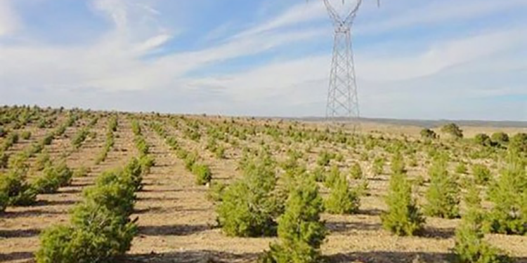 Projet de réhabilitation du barrage vert : Cherfa salue le progrès réalisé et appelle à en consentir davantage d’efforts